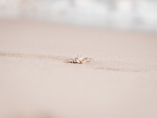 sea ​​beach crab on sand