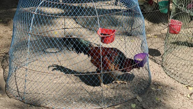 Thai fighting cock in the coops woven.