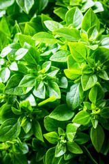 Green fresh Basil.