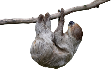 Cute two-toed sloth hanging on tree branch isolated on transparent background png file	