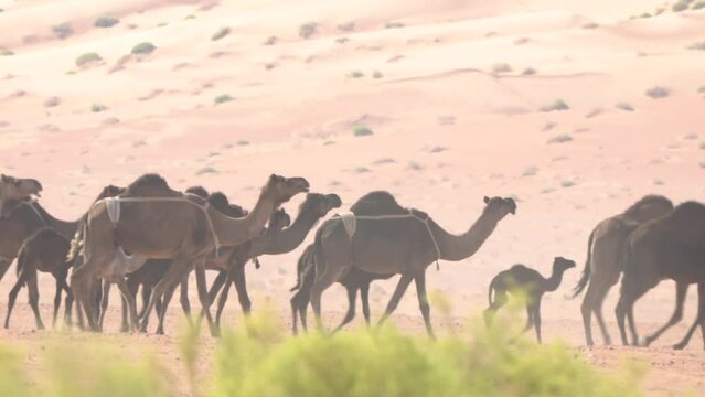 Camels In The Desert Of The Emriates, UAE