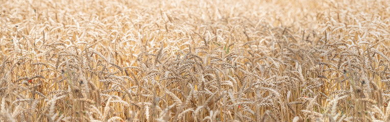 ripe ears of wheat on nature in summer sunset rays of sunshine, close-up macro.golden barley field.Wheat field. organic farm ready for harvest. web banner