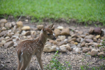 deer, baby, fawn, playful, whitetail, suburban, wildlife, cute, adorable, leaping, green, grass, animal, mammal, spots, little, ears, jumping, backyard, happy, wild, life, 