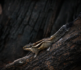 lizard on a stone