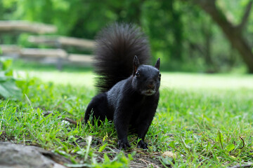 Black Squirrel with white moustaches resting on green grass.  Melanistic black squirrel eating on the grass. Copy-space, selective focus. 