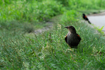 Common grackle (Quiscalus  quiscula) chick close up shot on the fresh green grass. Grackle chick at the park getting ready for first flight. 
