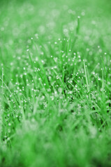 Dew drops on blades of grass