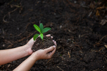 Hands of the farmer are planting the seedlings into the soil