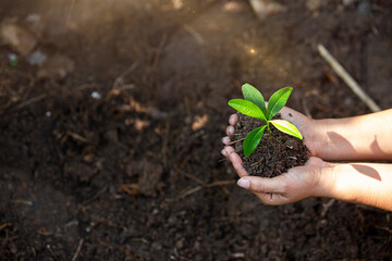 Hands of the farmer are planting the seedlings into the soil