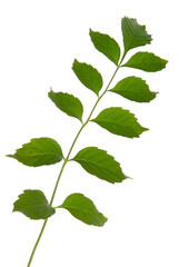 Naklejka na ściany i meble green leaf isolated on white background
