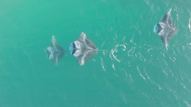 Manta rays swim together in Hawaiian waters