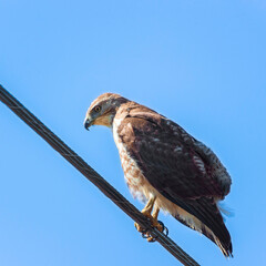 Red-tailed hawk sitting on a wire.Blackwater National wildlife refuge.Maryland.USA