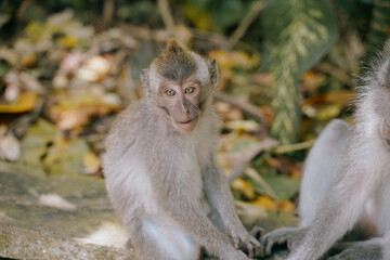 Fototapeta premium cute monkey playing in the ubud monkey forest in bali, indonesia 