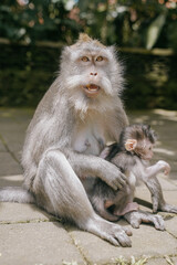 angry mother monkey taking care of baby monkey in the monkey forest in Ubud, Bali, indonesia.
