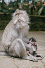 loving mother monkey taking care of baby monkey in the monkey forest in Ubud, Bali, indonesia.