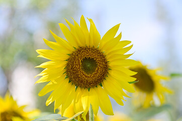 Fresh Sunflower blooming in the morning sun shine with nature background in the garden, Thailand.