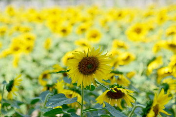 Fototapeta premium Fresh Sunflower blooming in the morning sun shine with nature background in the garden, Thailand.
