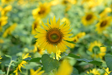 Obraz premium Fresh Sunflower blooming in the morning sun shine with nature background in the garden, Thailand.