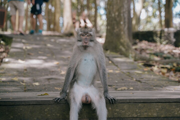 funny monkey eating sitting on stairs in the ubud monkey forest, bali, indonesia.