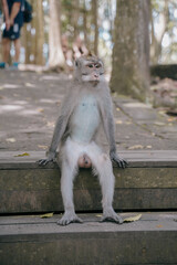 funny monkey eating sitting on stairs in the ubud monkey forest, bali, indonesia.