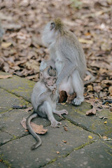 Obraz premium curious baby monkey in the monkey forest in Ubud, Bali, indonesia.
