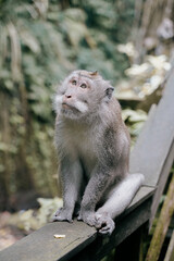 cute monkey looking up in the ubud monkey forest in bali, indonesia. 