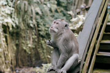 cute monkey looking up in the ubud monkey forest in bali, indonesia. 
