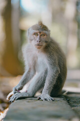 Fototapeta premium cute baby monkey eating in the monkey forest of Ubud, Bali, Indonesia.