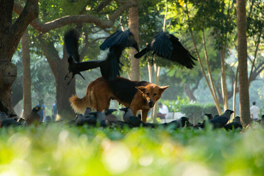 Dog And Crow Fighting For Food