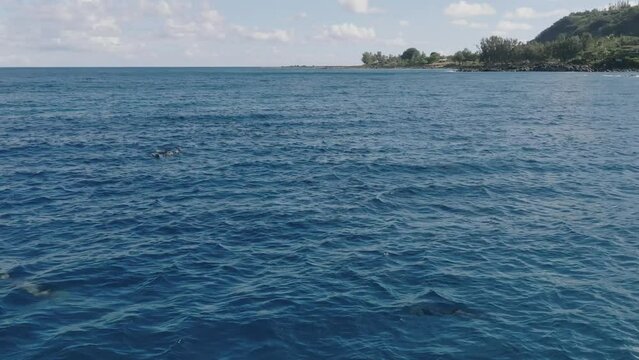 Hawaiian spinner dolphins leap out of the water