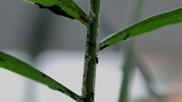 A group of small black ants herding mealybugs attached to the leaves of palm plants