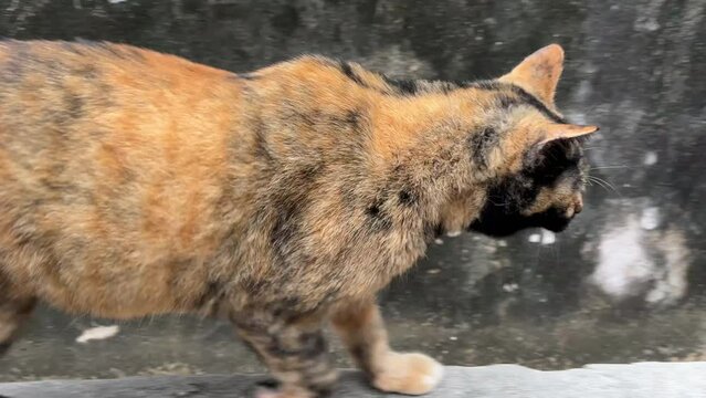 4K Tortie cats following .