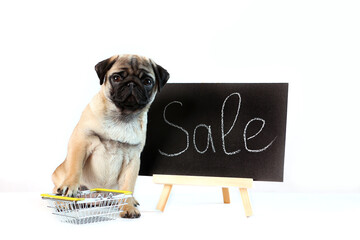 Pug puppy on a white background. The inscription Sale. An empty metal shopping basket. Sale of goods in pet store.