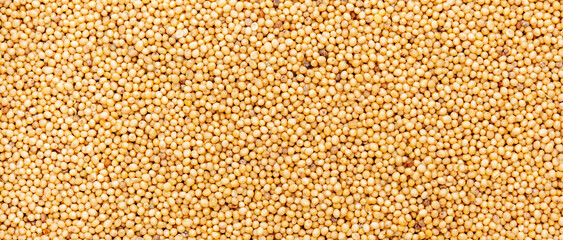 White mustard grains, dry spice, food background texture, top view horizontal banner
