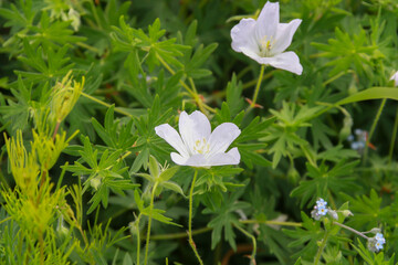 白い野生の可愛い花　フウロ草
