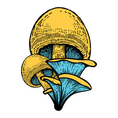 Hand drawn mushrooms