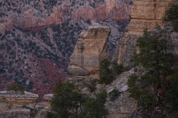 Fototapeta na wymiar Tree growing on a rock formation in Grand Canyon National Park, Arizona
