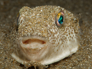 Invasive Yellowspotted pufferfish from Cyprus