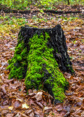 An old stump covered with moss in the autumn woods.