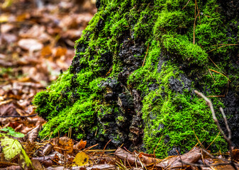 An old stump covered with moss in the autumn woods.