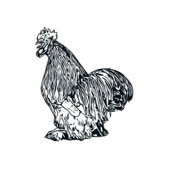 Black and white sketch of a chicken with a transparent background