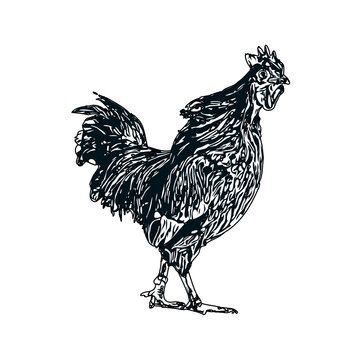 Black and white sketch of a chicken with a transparent background