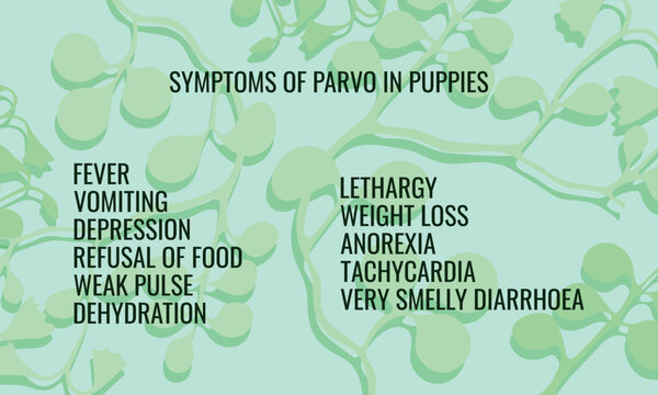 Symptoms of Parvo in Puppies.  Vector illustration for medical journal or brochure. 