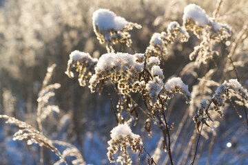 Dry frozen plants covered with snow and hoarfrost on winter sunny day