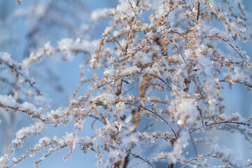 Dry frozen plants covered with snow and hoarfrost on winter sunny day
