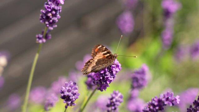 Butterfly Pollinating Purple Lavender Flower