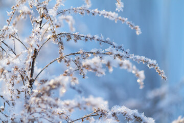 Dry frozen plants covered with snow and hoarfrost on winter sunny day