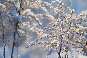 Dry frozen plants covered with snow and hoarfrost on winter sunny day