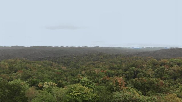Belize Jungle Drone shot video, (Aerial)