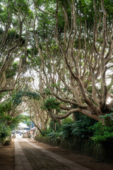 茨城県ひたちなか市　酒列磯前神社の椿の参道